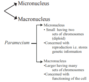 Biological Classification mcq solution image